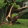 How to Stabilize a Damaged Tree Until Professional Help Arrives