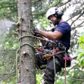 The Importance of Experience for Arborists