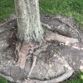 Proper Mulching Techniques for Tree Trimming Services in Pflugerville, Texas