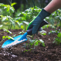 The Best Fertilizers for Healthy Trees