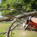 Identifying Potential Hazards in Trees: A Guide for Tree Trimming Services in Pflugerville Texas