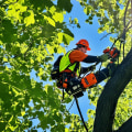 The Benefits of Regular Tree Trimming: Keep Your Trees Healthy and Safe