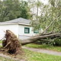 What to Do if a Tree Falls on Your Property