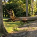 Removing Fallen or Damaged Trees: A Guide to Safe and Reliable Services