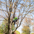 Understanding Thinning and Crown Reduction for Tree Trimming Services in Pflugerville Texas