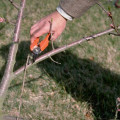 Tools and Techniques for Tree Trimming: A Comprehensive Guide for Pflugerville Residents