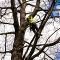 Different Pruning Techniques for Different Trees: A Complete Guide