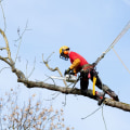 Different Types of Arborist Certifications