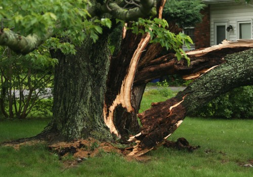 How to Stabilize a Damaged Tree Until Professional Help Arrives