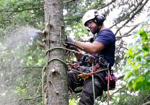 The Importance of Experience for Arborists