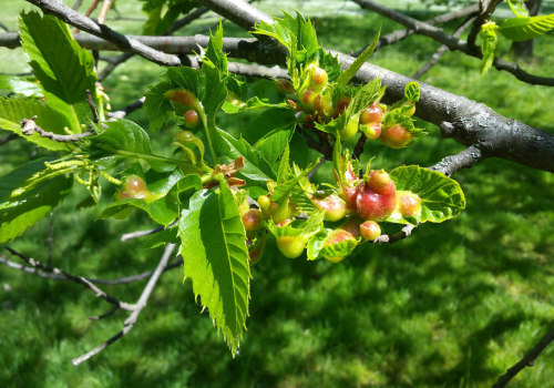 Common Tree Pests and Diseases: How to Keep Your Trees Healthy and Beautiful