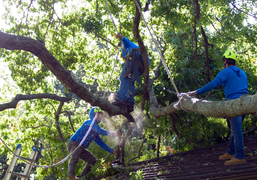 Mitigating Risks Through Pruning or Removal: A Guide for Tree Trimming Services in Pflugerville Texas