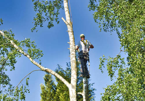 The Importance of Pruning and Shaping for Tree Trimming Services in Pflugerville, Texas