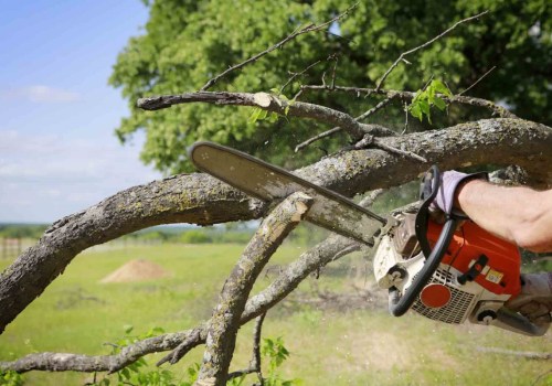 Identifying Potential Hazards in Trees: A Guide for Tree Trimming Services in Pflugerville Texas