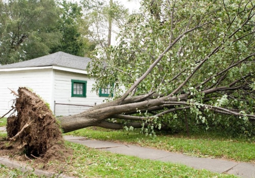 What to Do if a Tree Falls on Your Property