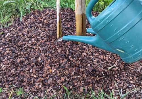 How to Properly Water and Care for Your Trees