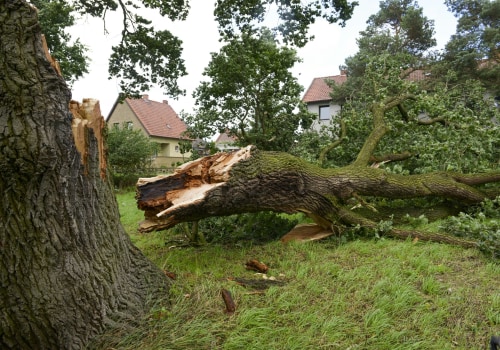 Safety Precautions for Storm Damage Clean-Up: A Comprehensive Guide to Protecting Your Trees and Property