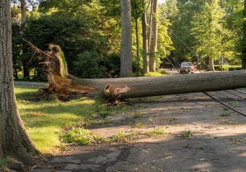 Removing Fallen or Damaged Trees: A Guide to Safe and Reliable Services