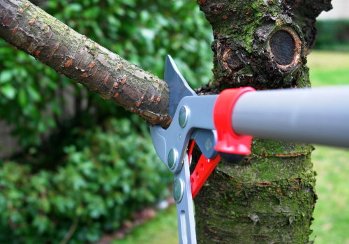 Properly Shaping Trees: A Guide for Professional Tree Trimming Services in Pflugerville Texas