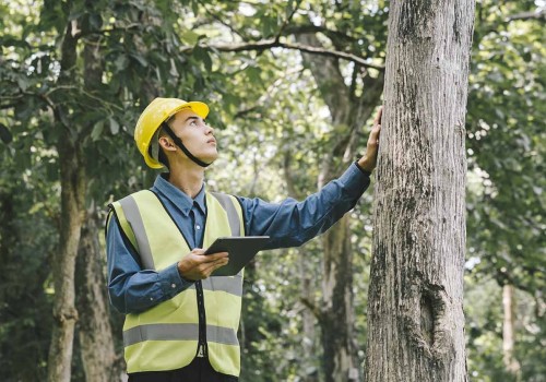 How to Verify an Arborist's Insurance and Safety Practices