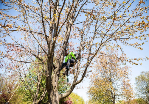 Understanding Thinning and Crown Reduction for Tree Trimming Services in Pflugerville Texas