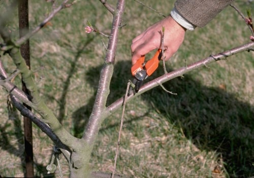 Tools and Techniques for Tree Trimming: A Comprehensive Guide for Pflugerville Residents