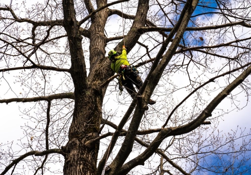 Different Pruning Techniques for Different Trees: A Complete Guide