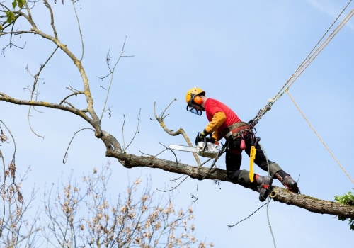 Different Types of Arborist Certifications